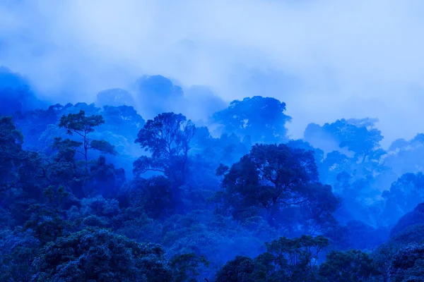 Mavi sisli antik tropikal ormanın hava manzarası, vahşi ağaçların olağanüstü şekli, yağmurlu bir sabahta kara sis, Khao Yai Ulusal Parkı, Tayland, Unesco Dünya Mirası Bölgesi.