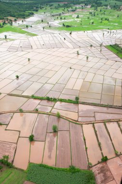 Yağmur mevsiminde çeltik tarlalarının hava manzarası, çeltik tarlalarının harika şekli ve dokusu, tarlada çalışan Taylandlı çiftçiler, Tayland, Nan 'da kırsal kesim. Gıda kültürü konsepti.