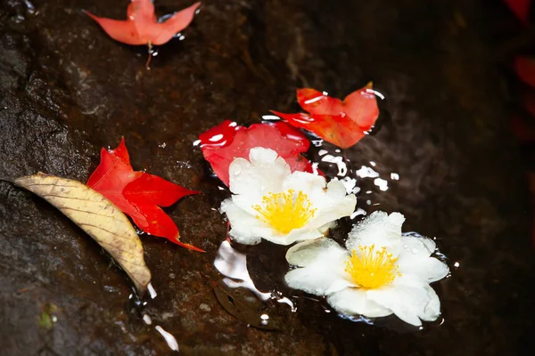 Güzel Kızarmış Yumurta Ağacı Çiçekleri Kırmızı Akçaağaç Yaprakları Sonbahar Zamanı — Stok fotoğraf