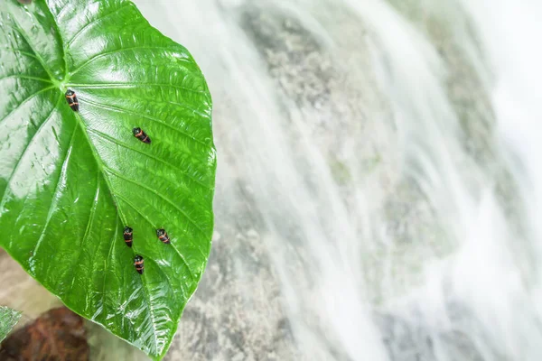 Some little unknown insects on the leaf of Ear Elephant. Abstract colors of little insects and textured of green leaf, waterfall blurred background. Close. Selective focus. Long exposure. Doi Luang, Thailand.