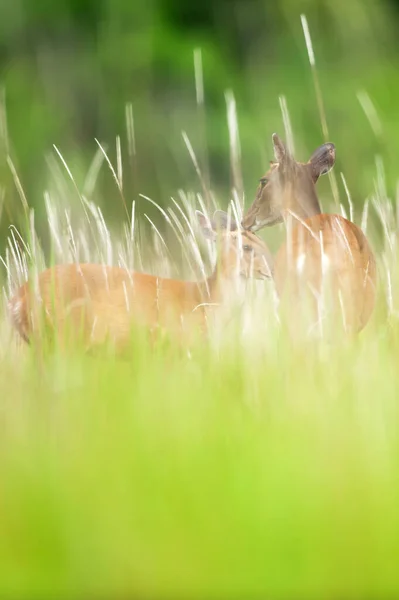 母Sambar鹿は夏に花の分野では少し扇を身づくろい 常緑樹林の背景をぼやけている カオヤイ国立公園 世界遺産 選択的焦点 — ストック写真