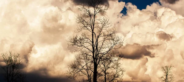 Dramatische Stormwolken Boven Een Teakbos Zomerdag Magische Vorm Van Stormwolken — Stockfoto