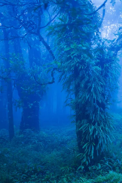 Mystic Alberi Secolari Blu Foresta Nebbiosa Lussureggianti Piante Tropicali Nel — Foto Stock