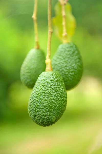 Fresh Avocado fruits in organic garden in rainy season. Chiang Mai, North Thailand. Close-up.