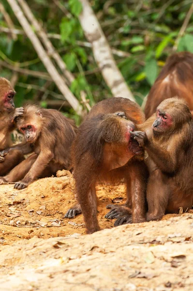 Une Troupe Macaques Queue Chauve Toilettant Sur Terrain Forêt Sempervirente — Photo