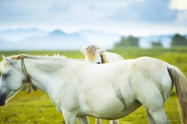Adorable Couple White Horses Grooming Looking Camera Rainy Day Grassland — Stock Photo, Image