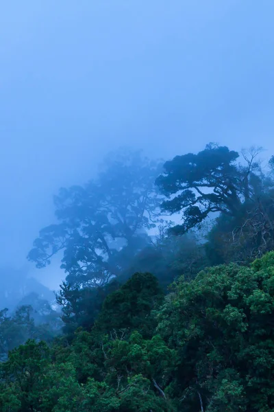 Bosque Tropical Místico Primitivo Azul Brumoso Día Lluvioso Forma Abstracta — Foto de Stock