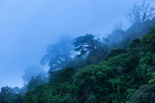 Forêt Tropicale Primitive Mystique Dans Brume Bleue Dans Jour Pluvieux — Photo