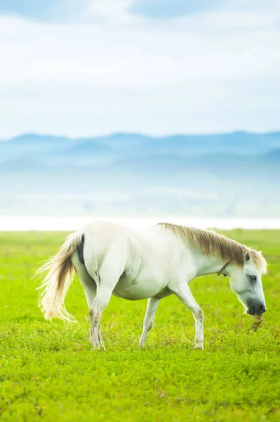 Elegant White Horse Walking Green Field Springtime White Horse Moves — Stock Photo, Image