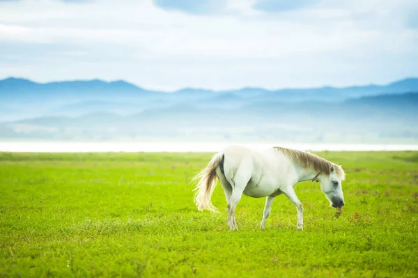 Elegant White Horse Walking Green Field Springtime White Horse Moves — Stock Photo, Image