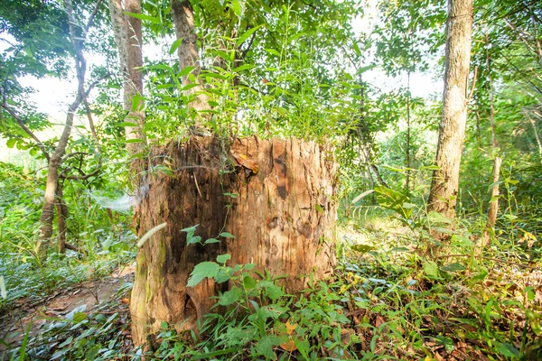 Старий Лісовий Крючок Тіка Тропічному Лісі Північного Таїланду Великий Лісовий — стокове фото