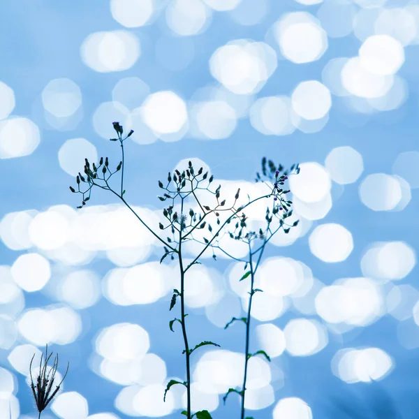 Magisch Oppervlak Van Zoetwatermeer Met Bloemen Voorjaarsochtend Helder Gloeiend Vonken — Stockfoto