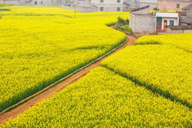 Hardal tarlaları boyunca uzanan toprak yolların renkli hava manzarası çiçek açıyor. İlkbaharda sakin bir kırsal alan. Yunnan, Güney Çin.