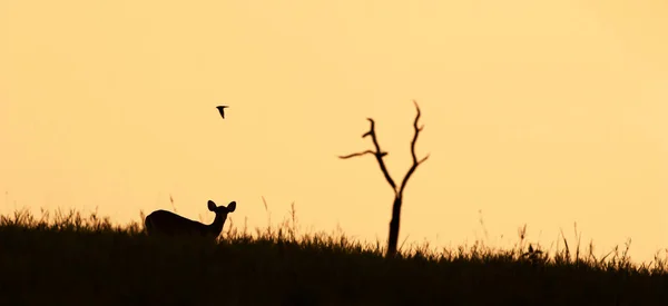 Cervo Femmina Hog Passeggiando Nel Campo Crepuscolo Barn Swallow Volare — Foto Stock