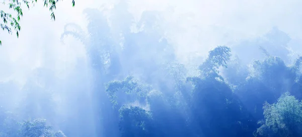 青い霧の中の静かな竹林 柔らかい日の出は竹の木の枝に輝き 日光は竹の葉の露を燃焼 — ストック写真