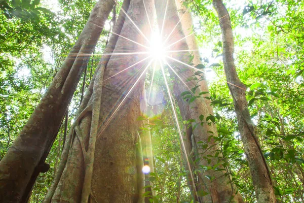 Vista Mágica Baixo Ângulo Uma Grande Árvore Banyan Crescendo Uma — Fotografia de Stock