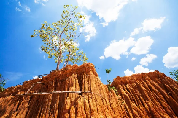 Магічне Дерево Росте Червоному Піску Крутих Осадових Порід Пустелі Сонячному — стокове фото