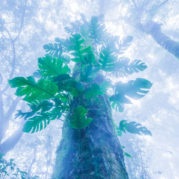 Нижній Вигляд Старого Дерева Первісному Вічнозеленому Лісі Блакитному Туманному Магічні — стокове фото