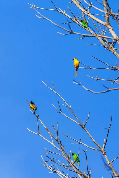Des Oiseaux Sauvages Colorés Perchent Sur Les Branches Nues Arbres — Photo