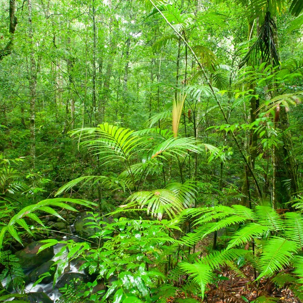 Czysty Las Tropikalny Deszczowy Poranek Bujne Liście Roślin Dzikich Drzew — Zdjęcie stockowe