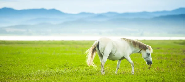 Elegant White Horse Walking Green Field Springtime White Horse Moves — Stock Photo, Image