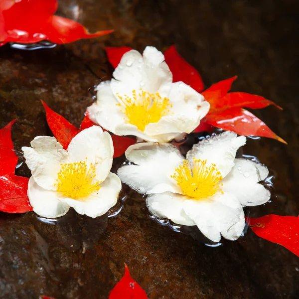 Belas Flores Árvore Ovo Frito Folhas Bordo Vermelhas Fluxo Final — Fotografia de Stock