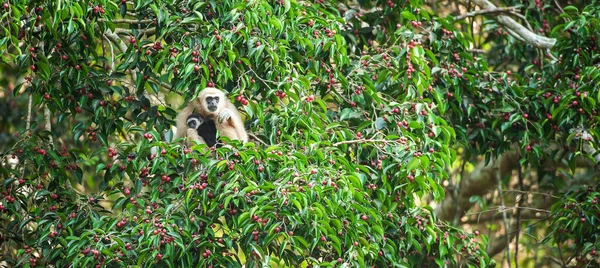 Een Moeder Lar Gibbon White Handed Gibbon Met Babyvoeding Aan — Stockfoto