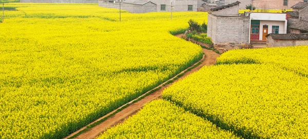 Bunte Luftaufnahmen Eines Feldweges Durch Senffelder Blühen Eine Ruhige Landschaft — Stockfoto