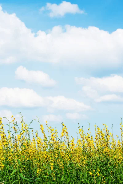 Malerisches Gelbes Blumenfeld Vor Weißen Wolken Und Blauem Himmel Eine — Stockfoto