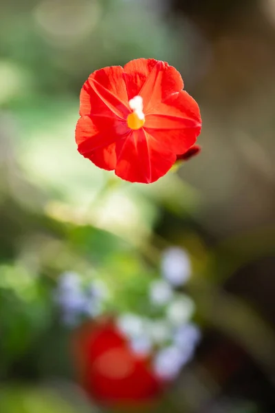 Blooming Tropical Red Flower Isolated Natural Blurred Background Bright Beautiful — Stock Photo, Image