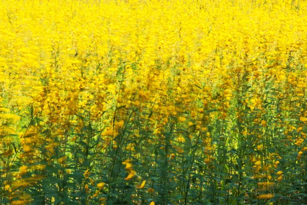 Blühende Sunn Hanfblüten Wind Abstrakte Gelbe Blumen Blühen Wind Sonnige — Stockfoto