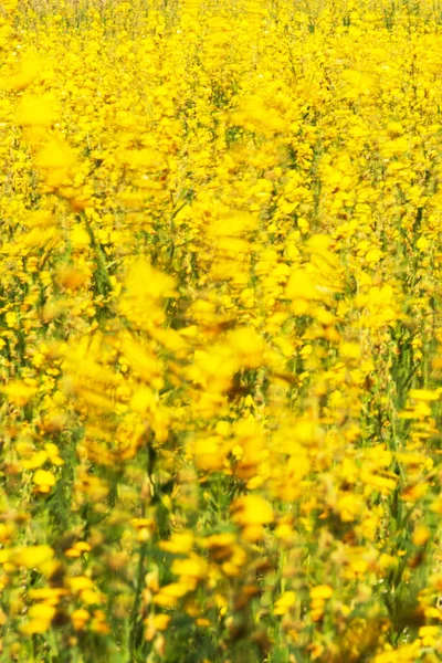 Fioritura Fiori Canapa Soleggiata Oscillando Nel Vento Fiori Gialli Astratti — Foto Stock