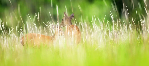 Moeder Sambar Hert Grooming Een Beetje Fawn Bloemenveld Zomer Wazig — Stockfoto