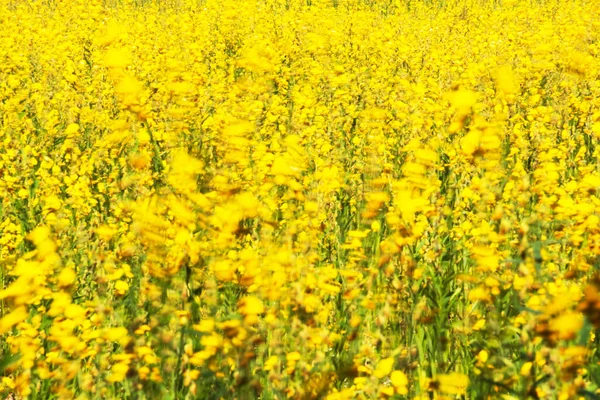 Virágzó Szunnita Kendervirágok Lengenek Szélben Elvont Sárga Virágok Virágoznak Szélben — Stock Fotó