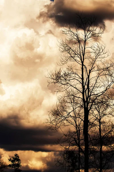 Dramáticas Nubes Tormenta Sobre Bosque Teca Día Verano Forma Mágica — Foto de Stock