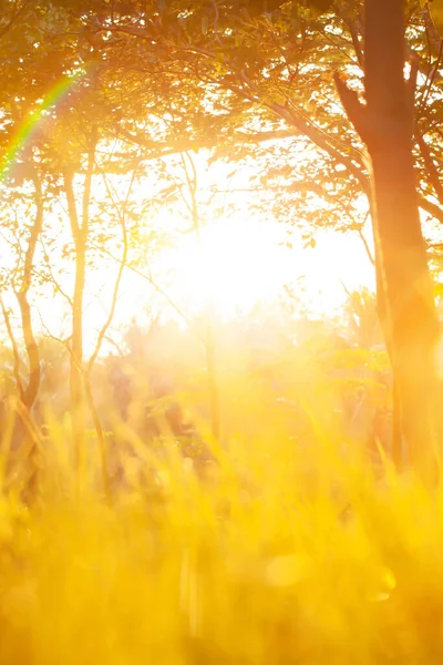 春の朝に輝く庭 黄金の日の出は 芝生の上で熱帯の木の枝を通して輝き レンズフレアを持つ明るい太陽 選択的焦点 — ストック写真