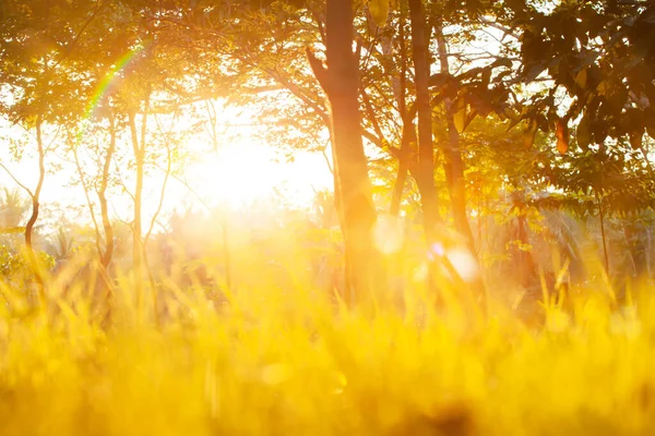 Brillante Jardín Mañana Primavera Amanecer Dorado Brilla Través Las Ramas — Foto de Stock