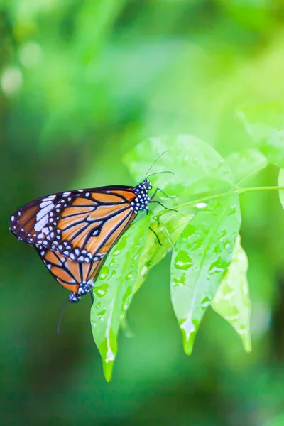 カップルモナーク蝶緑の葉の上に雨の後 水の緑の葉の上に落ちる交配 接近中だ 選択的焦点 — ストック写真