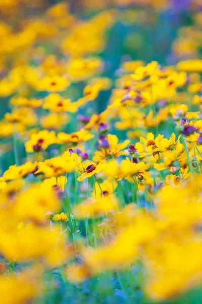 春には色とりどりの黄色と紫色の硫黄のコスモスの花が咲き 黄色と紫色の抽象的な色合いです 選択的焦点 — ストック写真