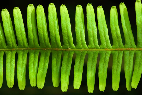 Sztuka Kształt Zielonego Liścia Paproci Izolowane Czarnym Tle Zbliżenie Leżeć — Zdjęcie stockowe