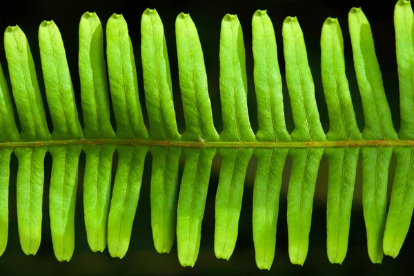 Forme Artistique Feuille Fougère Verte Isolée Sur Fond Noir Gros — Photo