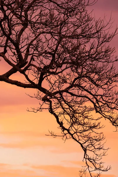 夕暮れ時の劇的なピンク色の空に対する裸の枝や野生の木の小枝の芸術 葉のない枝の抽象 夏の自然シーン — ストック写真