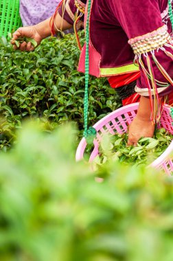 Geleneksel giyinmiş bir grup Karen, Tayland ve Myanmar sınırındaki çay bahçesinde taze çay yaprakları topluyor. Seçici odak.