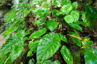 Yağmur mevsiminde yemyeşil taro ve tropikal bitkilerle dolu saf tropikal şelale, gün doğumunda taze ve parlak taro yaprakları, Tayland, Doi Luang Ulusal Parkı 'nda resim gibi. Uzun pozlama.
