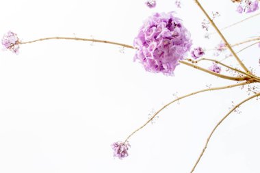 Çiçek açan mor çiçek beyaz arka planda izole edilmiş, mor çiçek ağacının çıplak dallarının sanat şekli. Seçici odak.