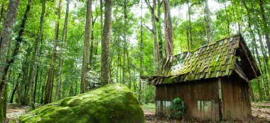 Tahta çatıda yemyeşil yosun ve liken olan eski bir ahşap kulübe ilkbaharda tropik bir ormanda terk edilmiş eski bir ahşap kulübe..