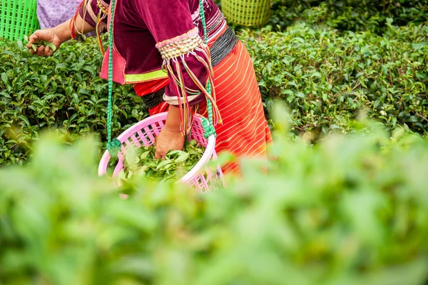 Grupa Kobiet Karen Tradycyjnej Odzieży Skubanie Świeżych Liści Herbaty Ogrodzie — Zdjęcie stockowe