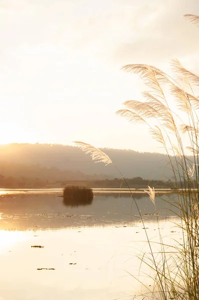 Ein Ruhiger See Bei Sonnenuntergang Mit Schilfblumen Die Wind Schwingen — Stockfoto