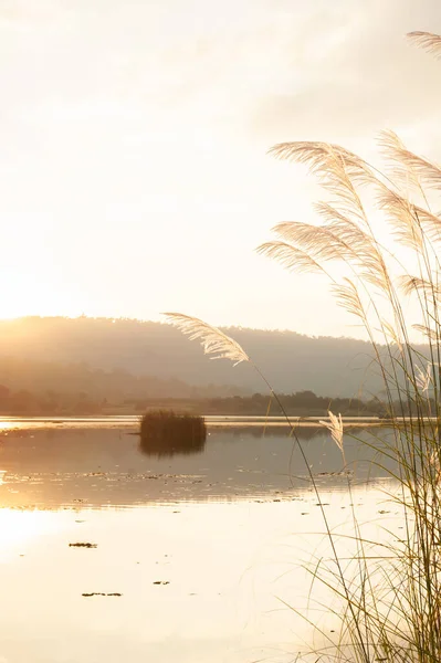 Tranquilo Lago Pôr Sol Com Flores Junco Balançando Vento Sol — Fotografia de Stock