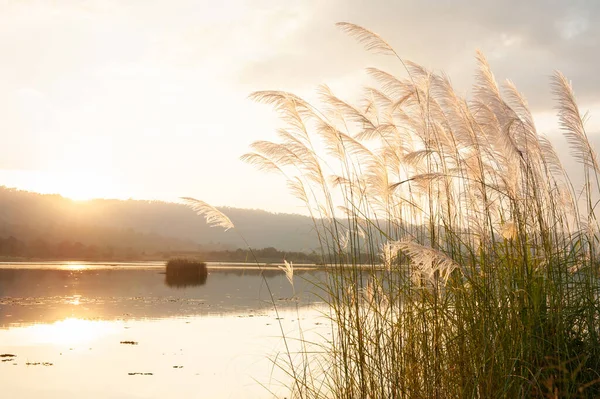 Спокійне Озеро Захід Сонця Квітами Очерету Гойдаються Вітрі Світиться Сонцем — стокове фото